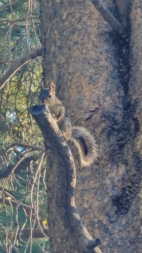 iNaturalist observation photo of Douglas's Squirrel