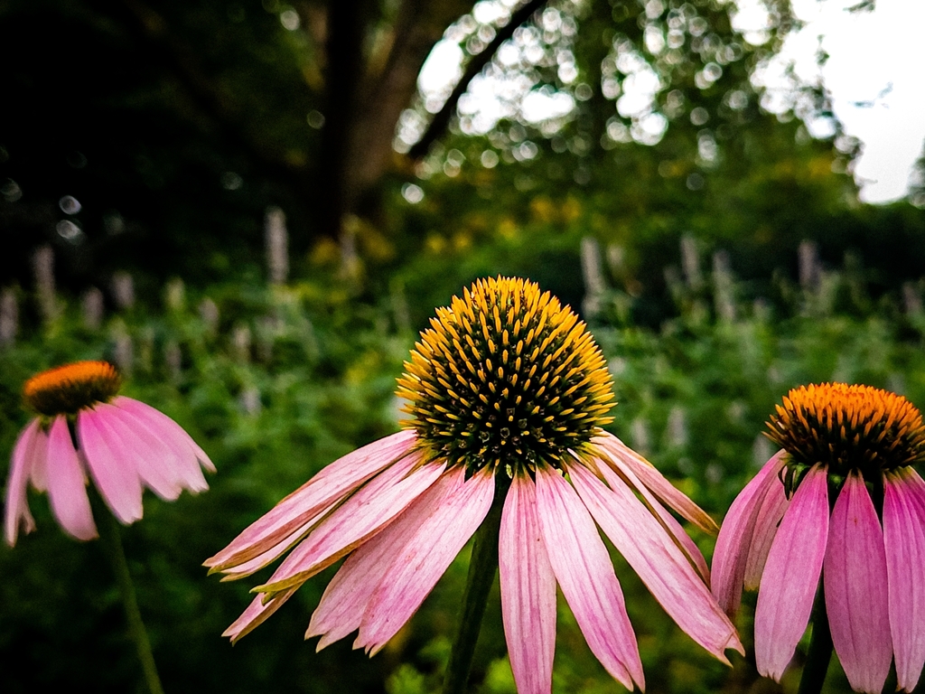 Echinacea