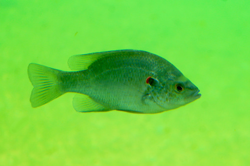 Redear Sunfish