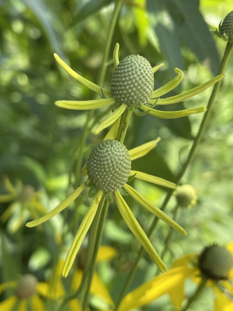Rudbeckia