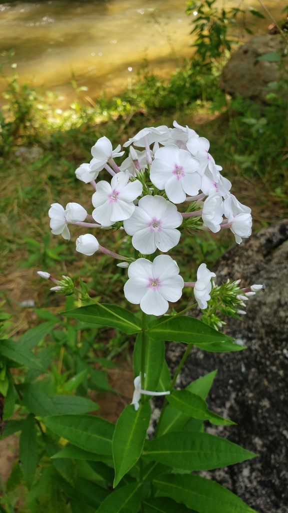 Perennial