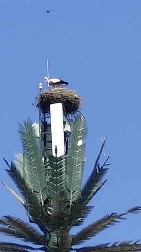 European White Stork