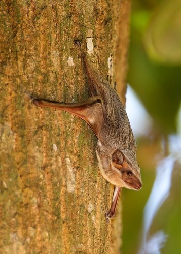 Mauritian Tomb Bat