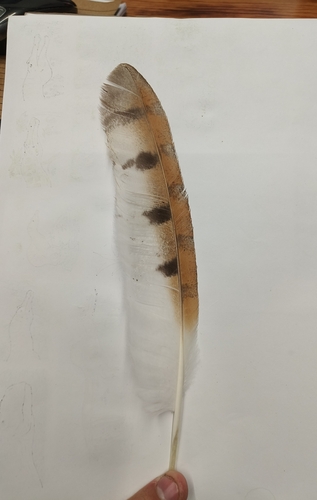 View observation of {o.common_name} on iNaturalist