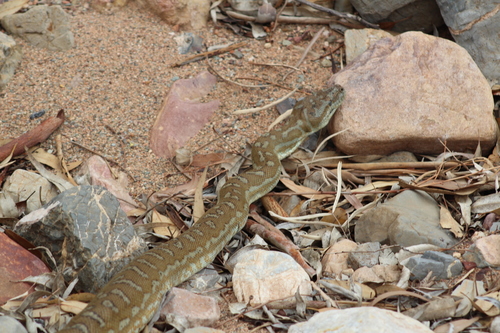 Centralian Carpet Python sighting