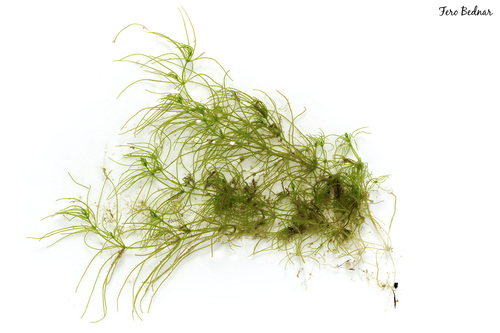 Chara vulgaris