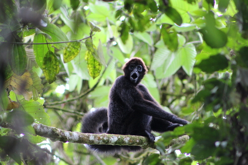 Macaco-aranha Cara Preta – Agência Municipal de Turismo, Eventos e