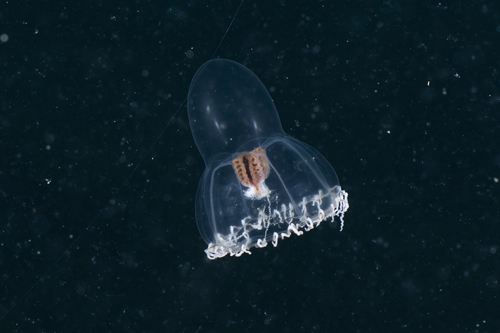 Halitholus cirratus