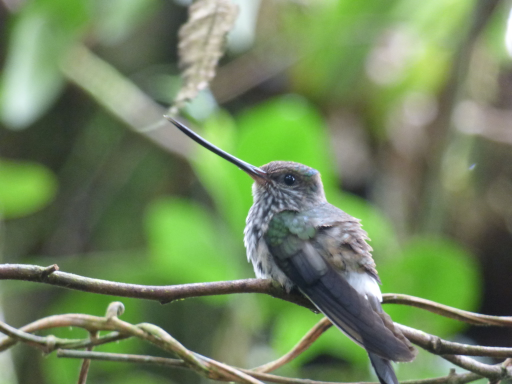 Tooth-billed Hummingbird photo