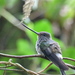 Tooth-billed Hummingbird - Photo (c) Reserva Tesoro Escondido, all rights reserved, uploaded by Reserva Tesoro Escondido