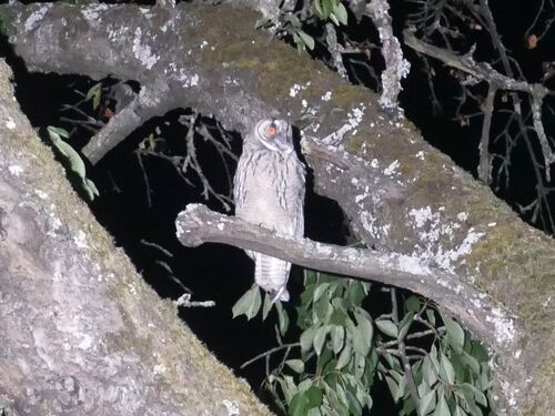 View observation of {o.common_name} on iNaturalist