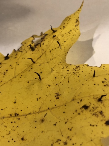 Maple Spindle Gall Mite