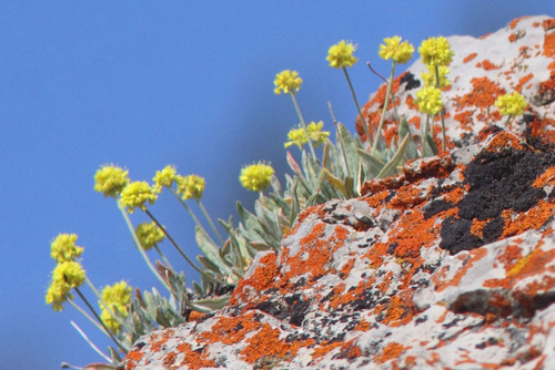 Eriogonum brevicaule var. bannockense
