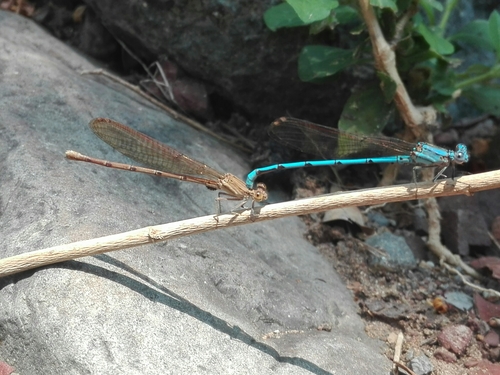Cerulean Dancer