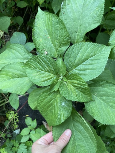 wood nettle