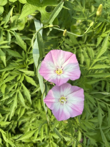 field bindweed