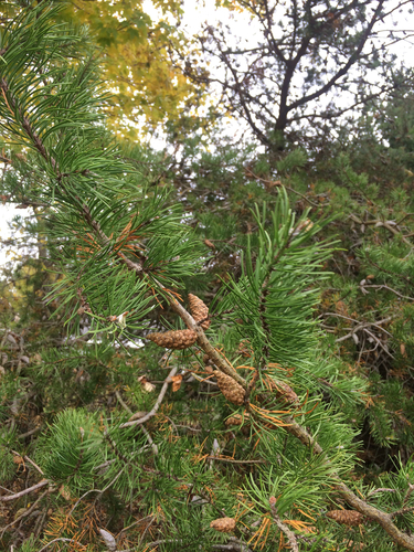 Jack pine