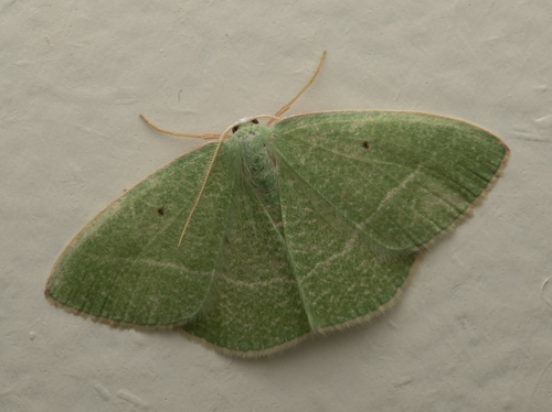 iNaturalist observation photo of Nemoria