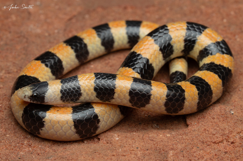 Banded Sand Snake