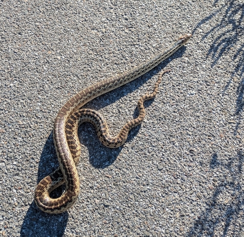iNaturalist observation photo of Gopher Snake