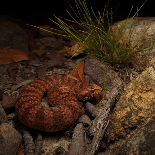 Southern Death Adder sighting