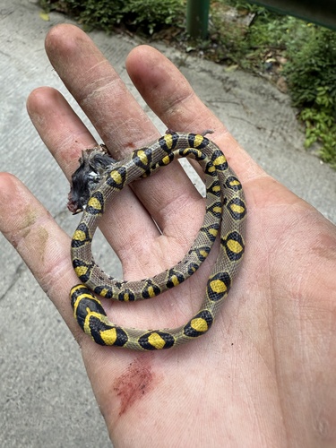 Mandarin Ratsnake