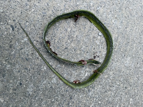 Chinese Green Snake