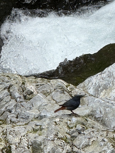 Plumbeous Water Redstart