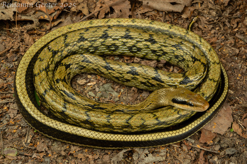 Beauty Ratsnake