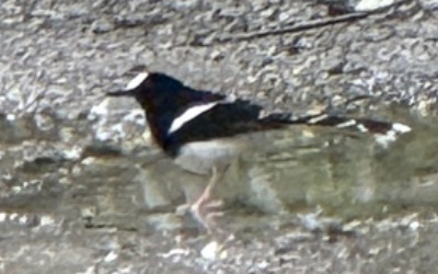 White-crowned Forktail