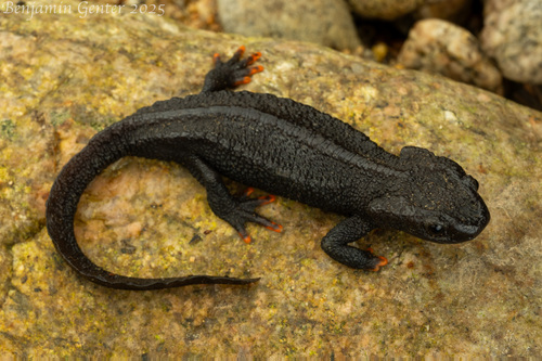 Tylototriton anhuiensis