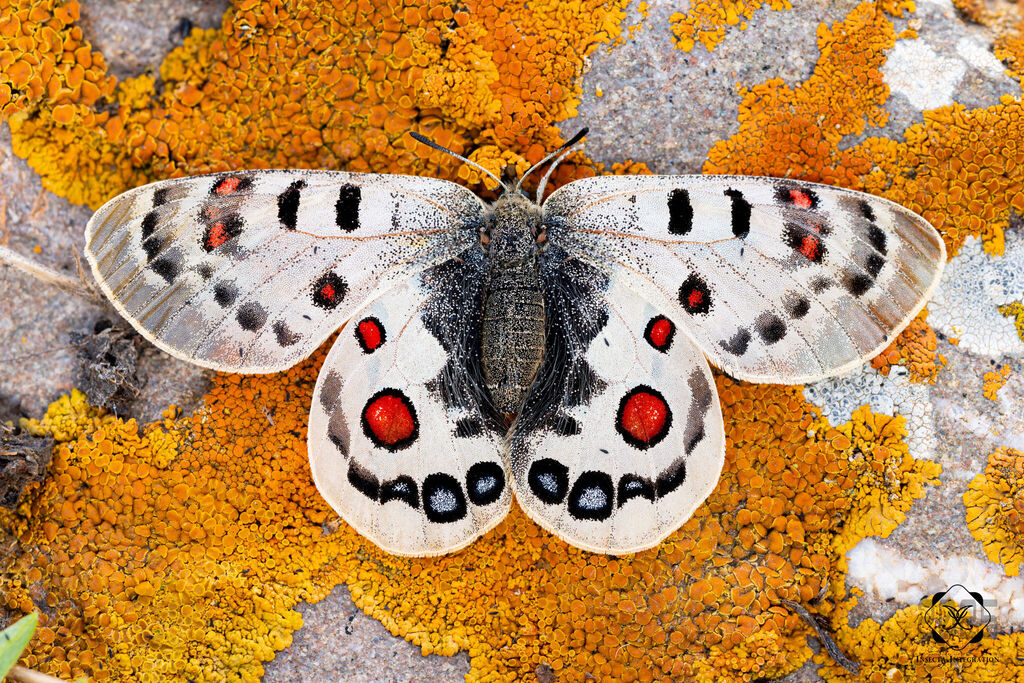 Apollos (Genus Parnassius) · iNaturalist
