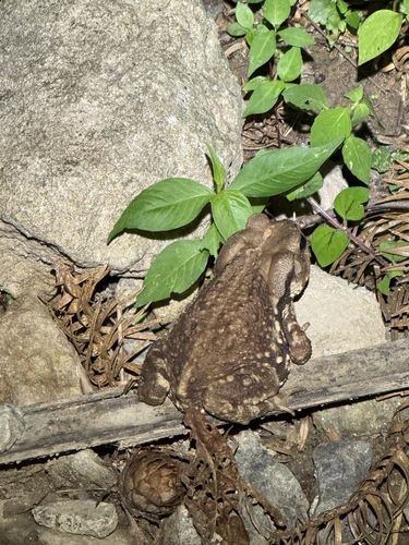 Asian Common Toad