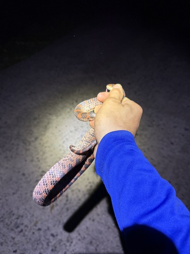 Red-banded Snake