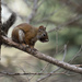 Mount Graham Red Squirrel - Photo (c) Ryan O'Donnell, all rights reserved, uploaded by Ryan O'Donnell