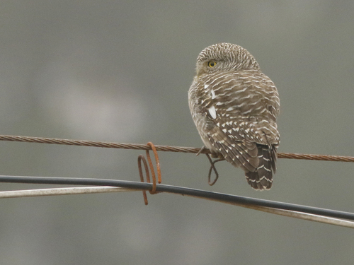 Asian Barred Owlet