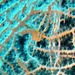 Observation photo