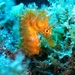 Observation photo