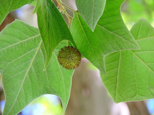 Platanus