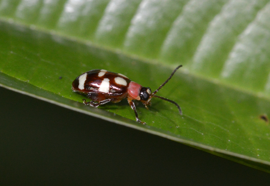 Omophoita from Campus Museu Goeldi, Belém PA, Brasil on October 9
