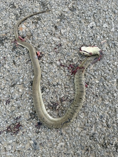 King Ratsnake