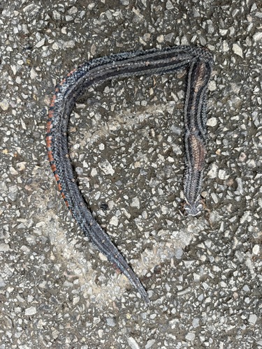 Lacroix Kukri Snake
