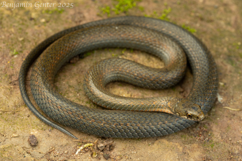 Malnate’s Keelback