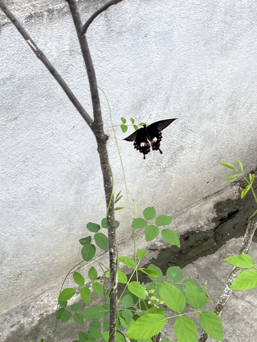 Common Mormon Swallowtail