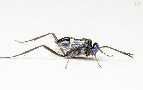 Blue-eyed Ensign Wasp