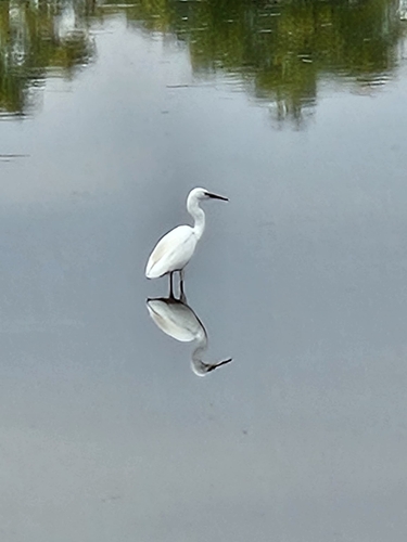 Little Egret