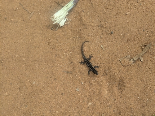 Common Dwarf Gecko