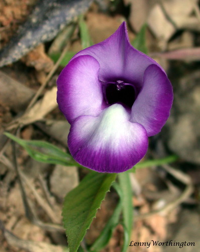 Torenia chevalieri