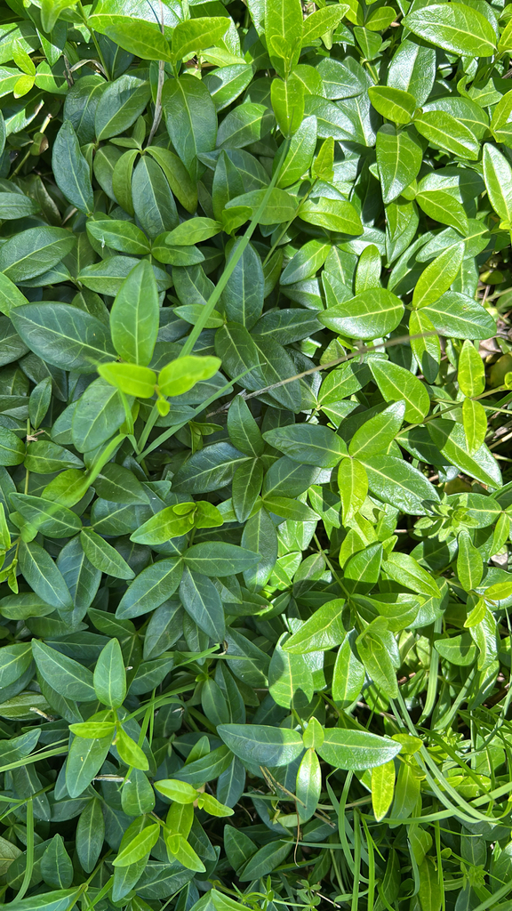 Vinca