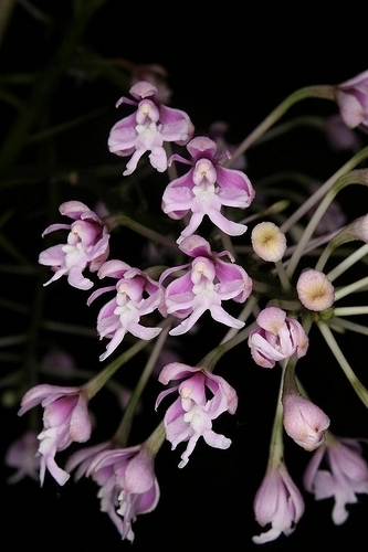 Epidendrum atacazoicum